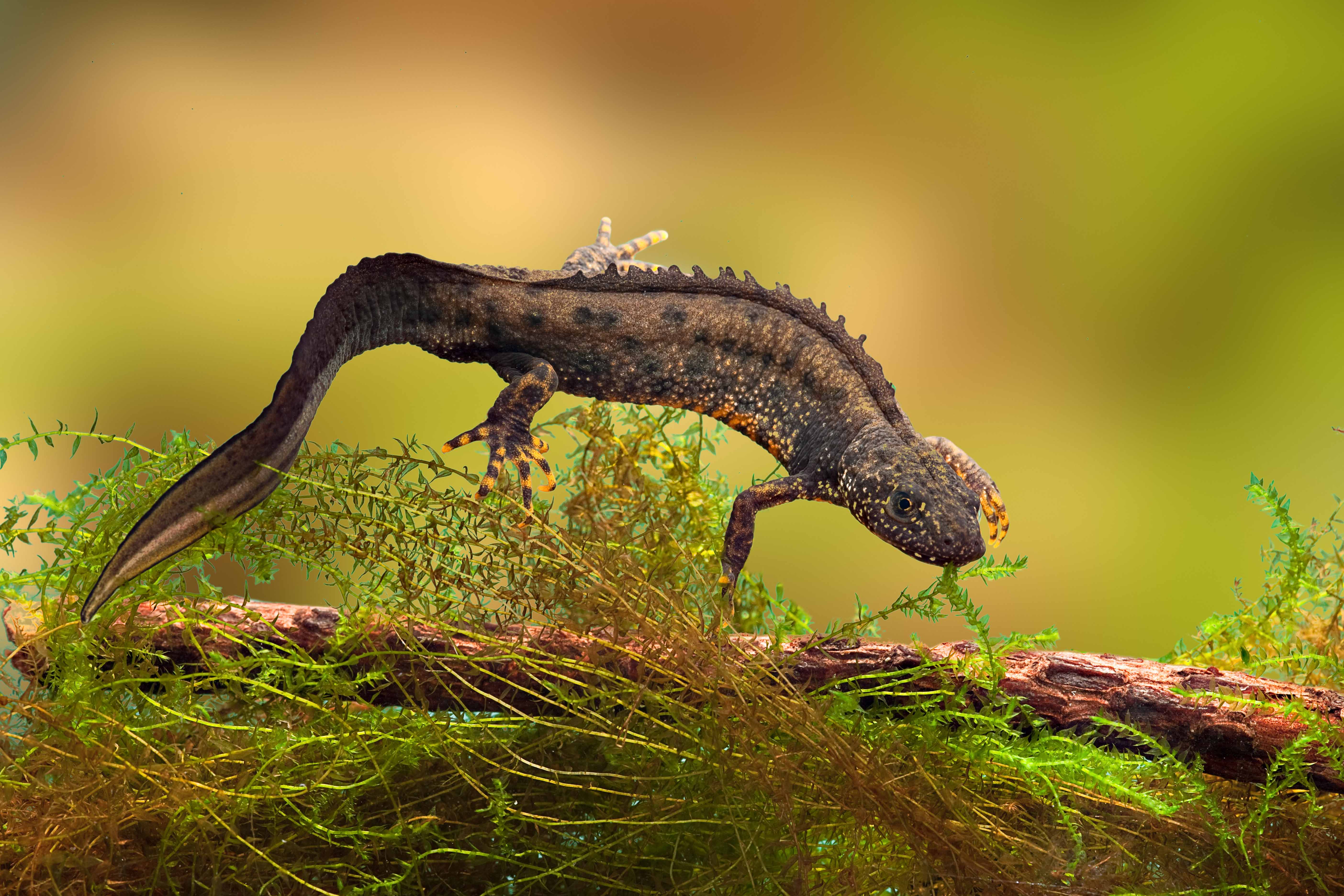 Bringing innovation into the great crested newt world