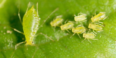 In-field aphid monitoring with yellow water traps – seed potatoes