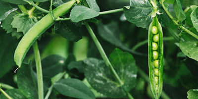UK Vining Pea and Bean Industry Conference 2019