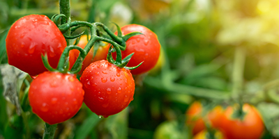 Tomato growers must remain vigilant 