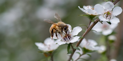 Scientific Breakthrough Identifies Genuine Mānuka Honey 