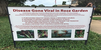 New research to secure future of the rose