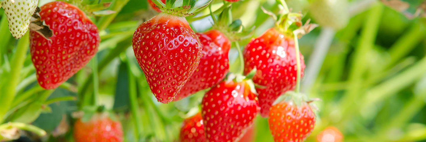 Strawberry wilt <em>(Verticillium dahliae)</em> in plants (symptomatic)