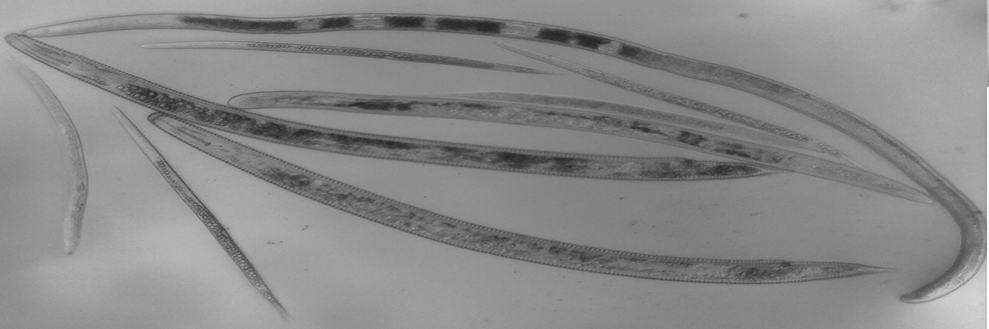 General free-living plant-parasitic nematodes from soil: Basic analysis