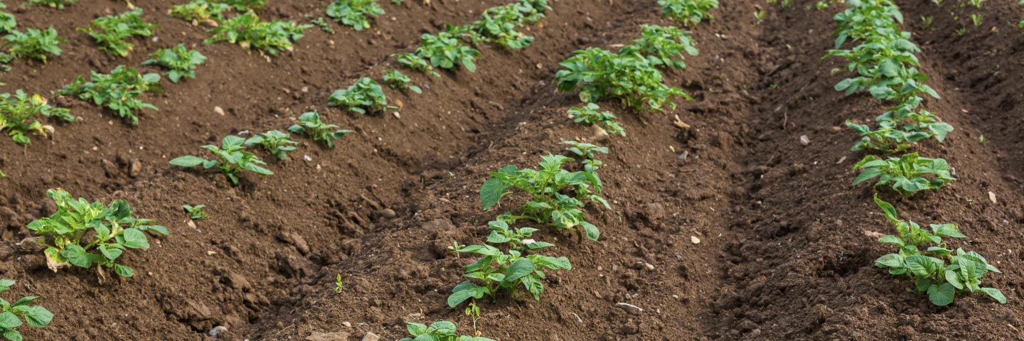 Spraing soil bait test - potato mop top virus and tobacco rattle virus (PMTV & TRV)