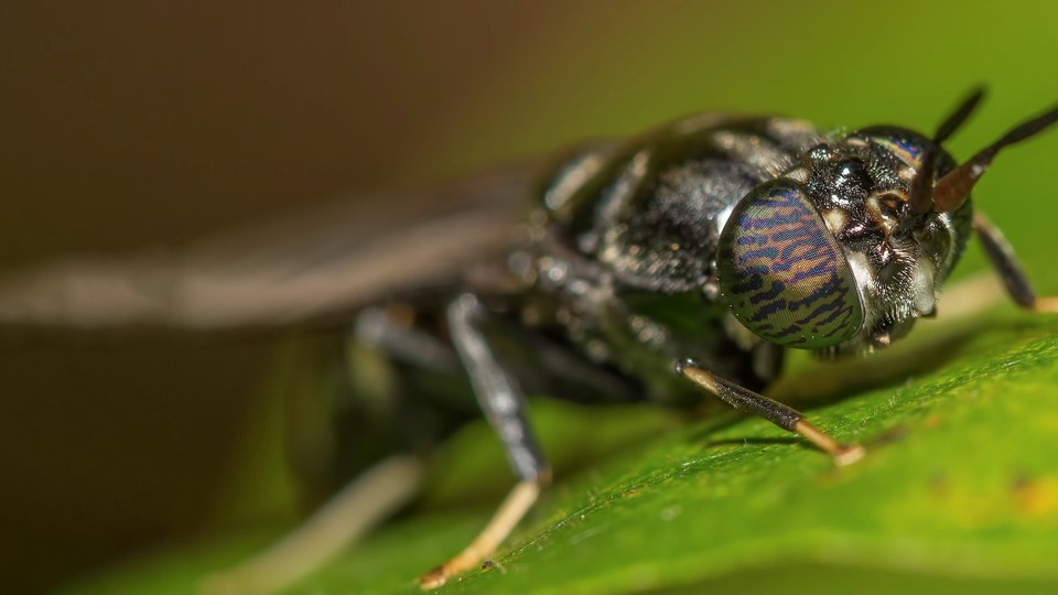 Insect Bioconversion – Research & Development