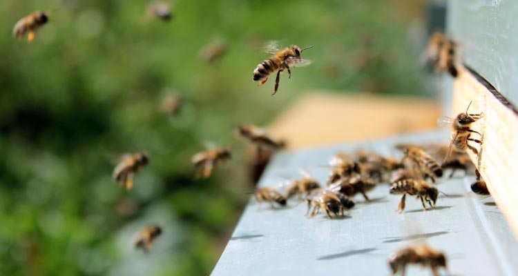 Honey Bees larval - repeat