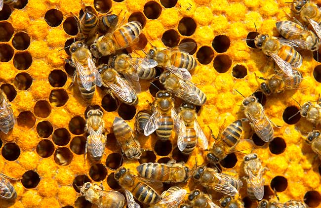 Honey Bees larval - single