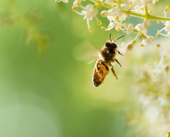 Adult Honey Bees