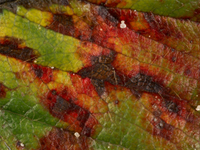 Angular leafspot of Strawberry