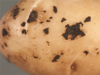 Rhizoctonia Potato Disease