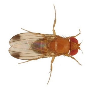 Drosophila suzukii male fruit fly