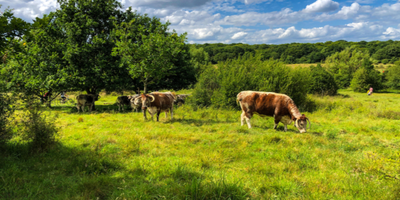 The biodiversity and carbon benefits of wood pasture vs agro-forestry
