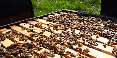 The effects of biopesticides on bees and implications for regulatory testing