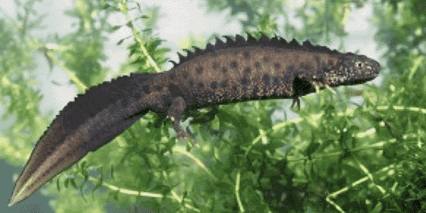 Great Crested Newts Testing